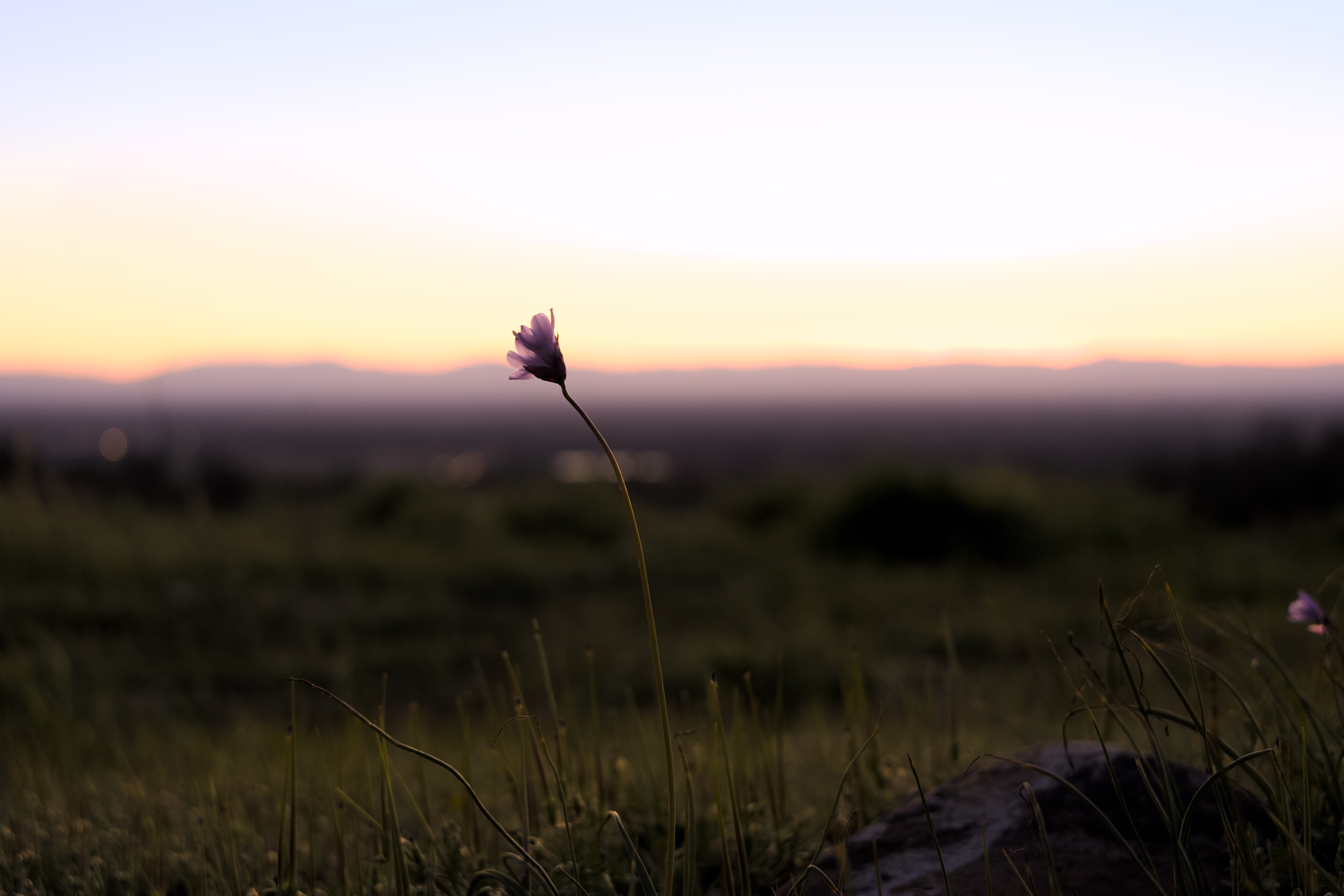 000_Chico_Hills_Flowers photo