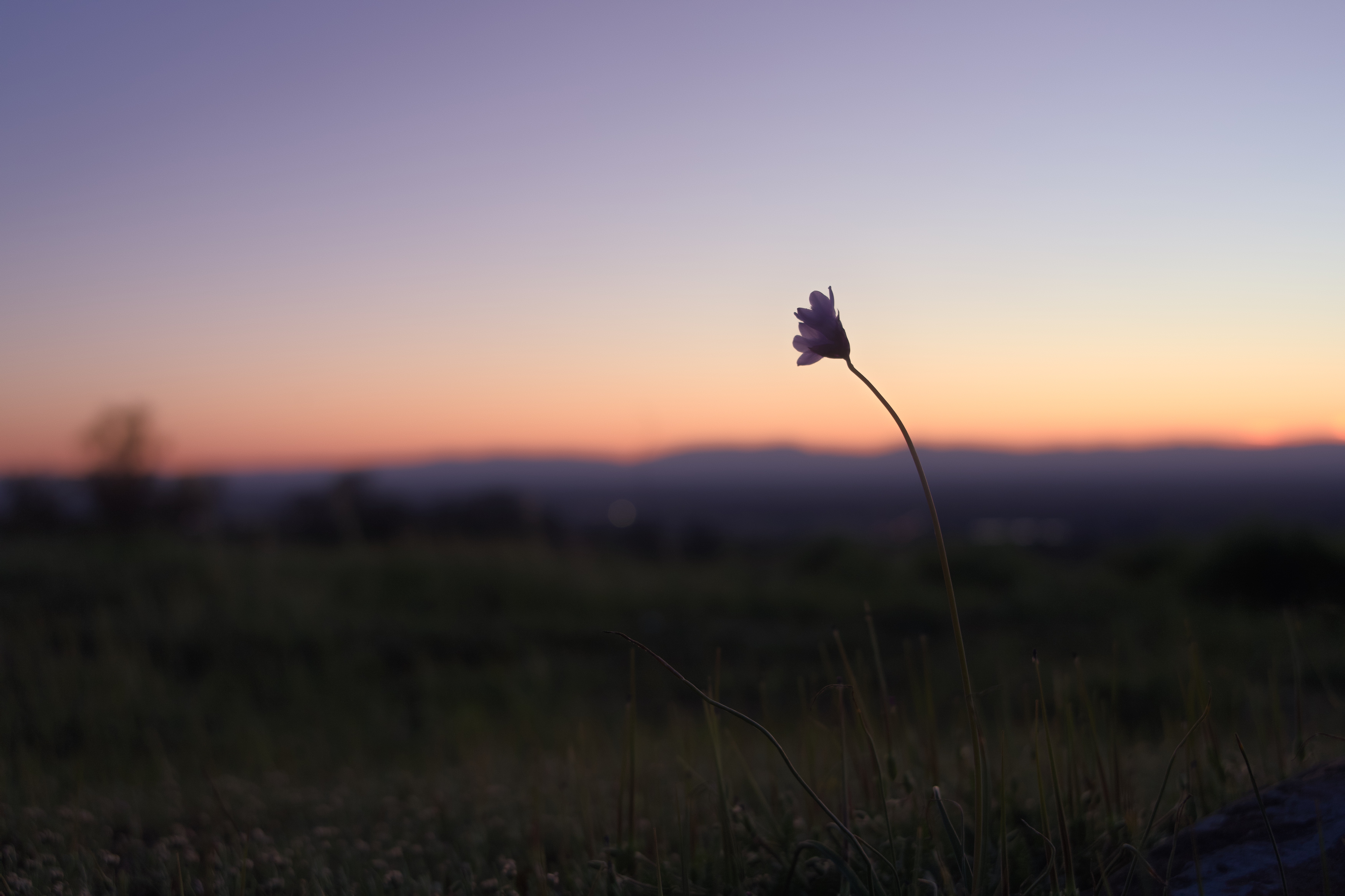 000_Chico_Hills_Flowers photo