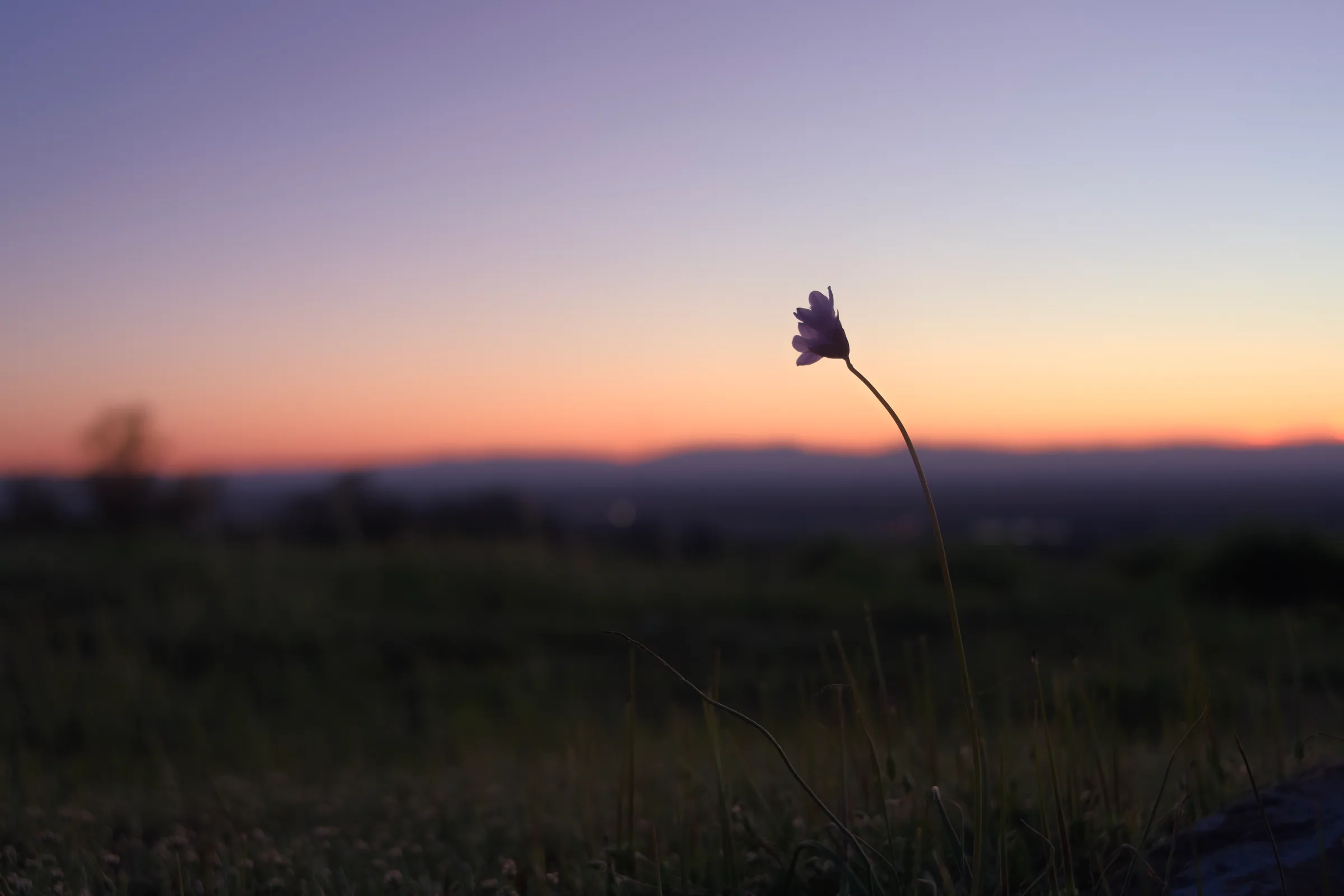 000_Chico_Hills_Flowers photo