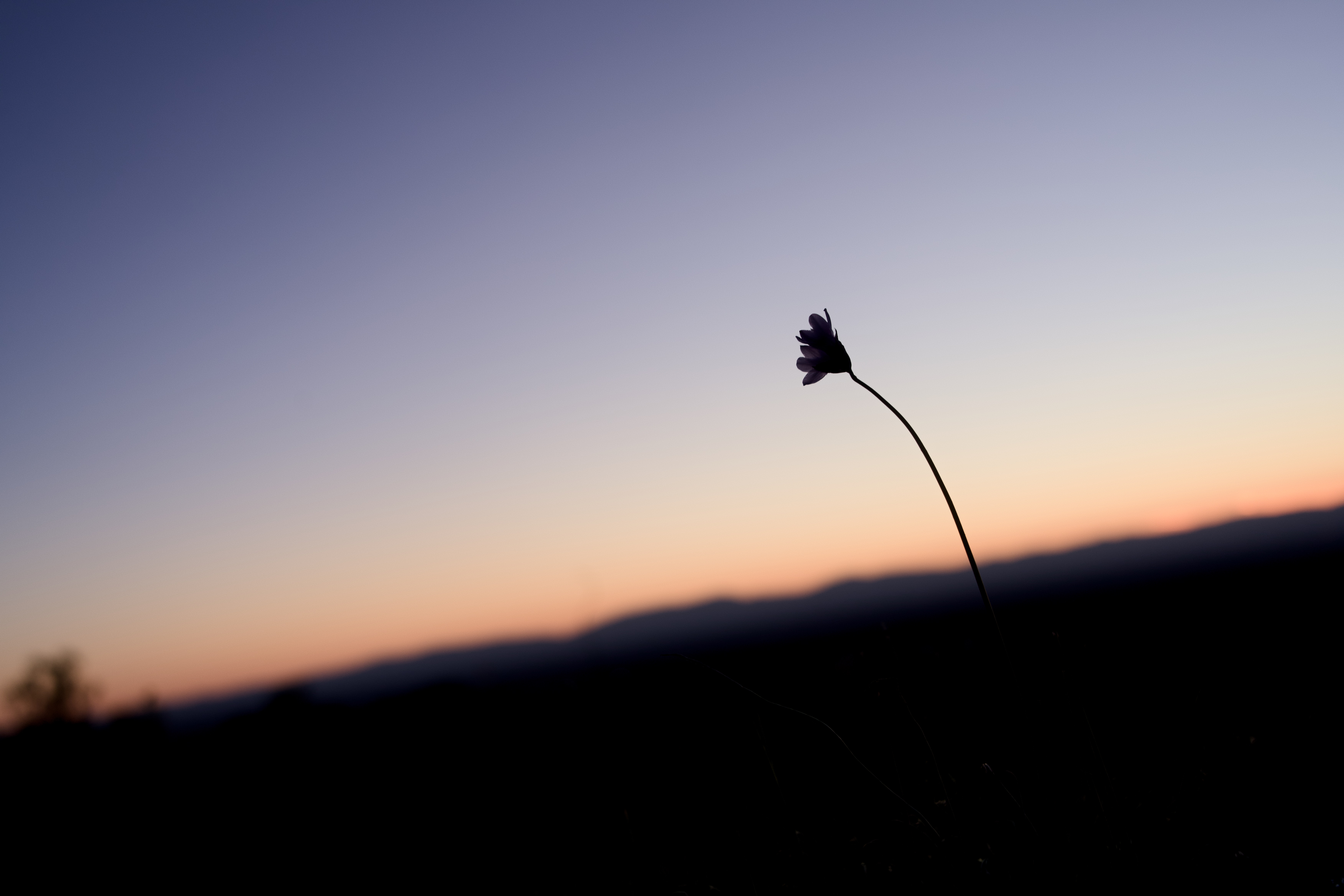 000_Chico_Hills_Flowers photo