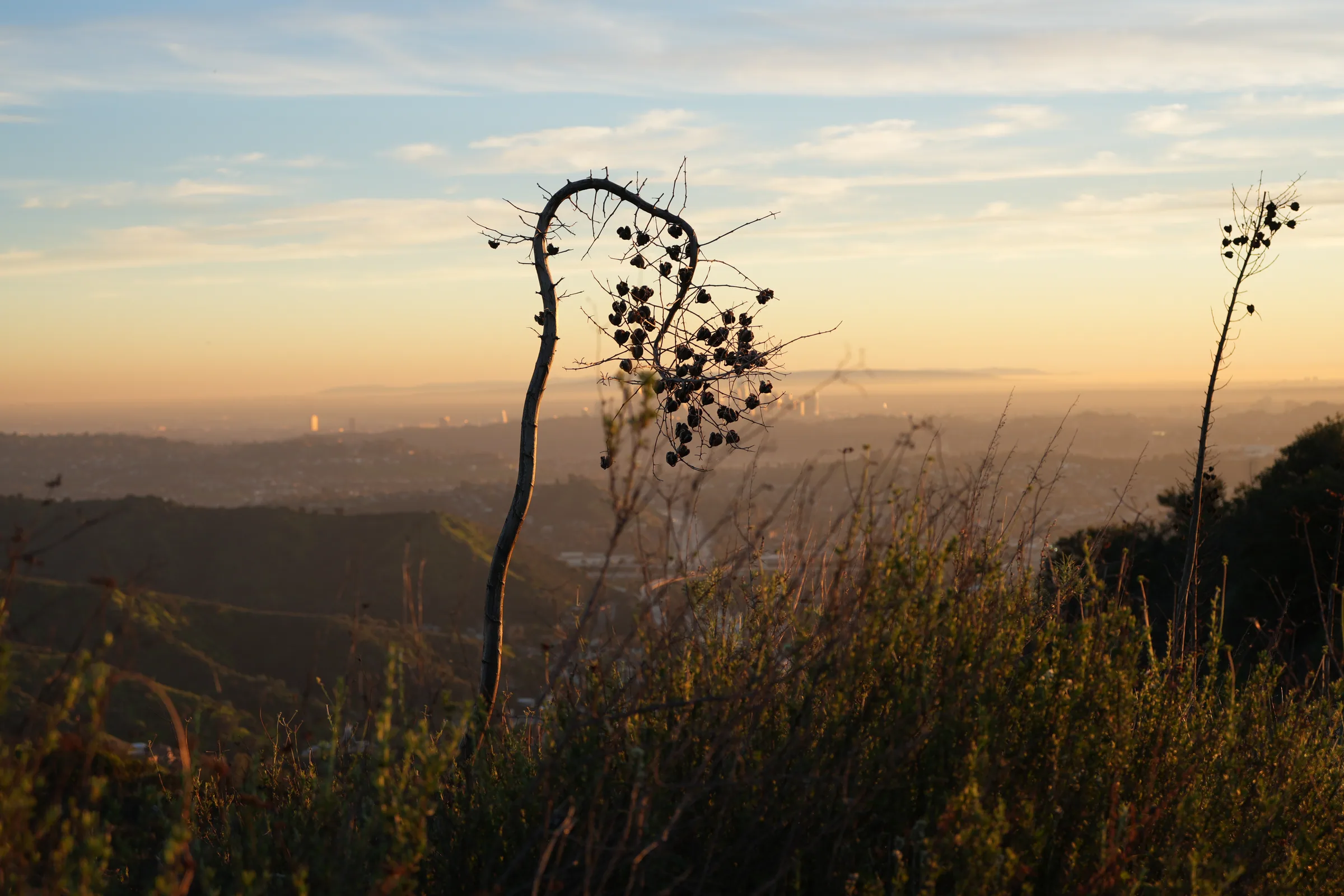 00_LA_Wide photo