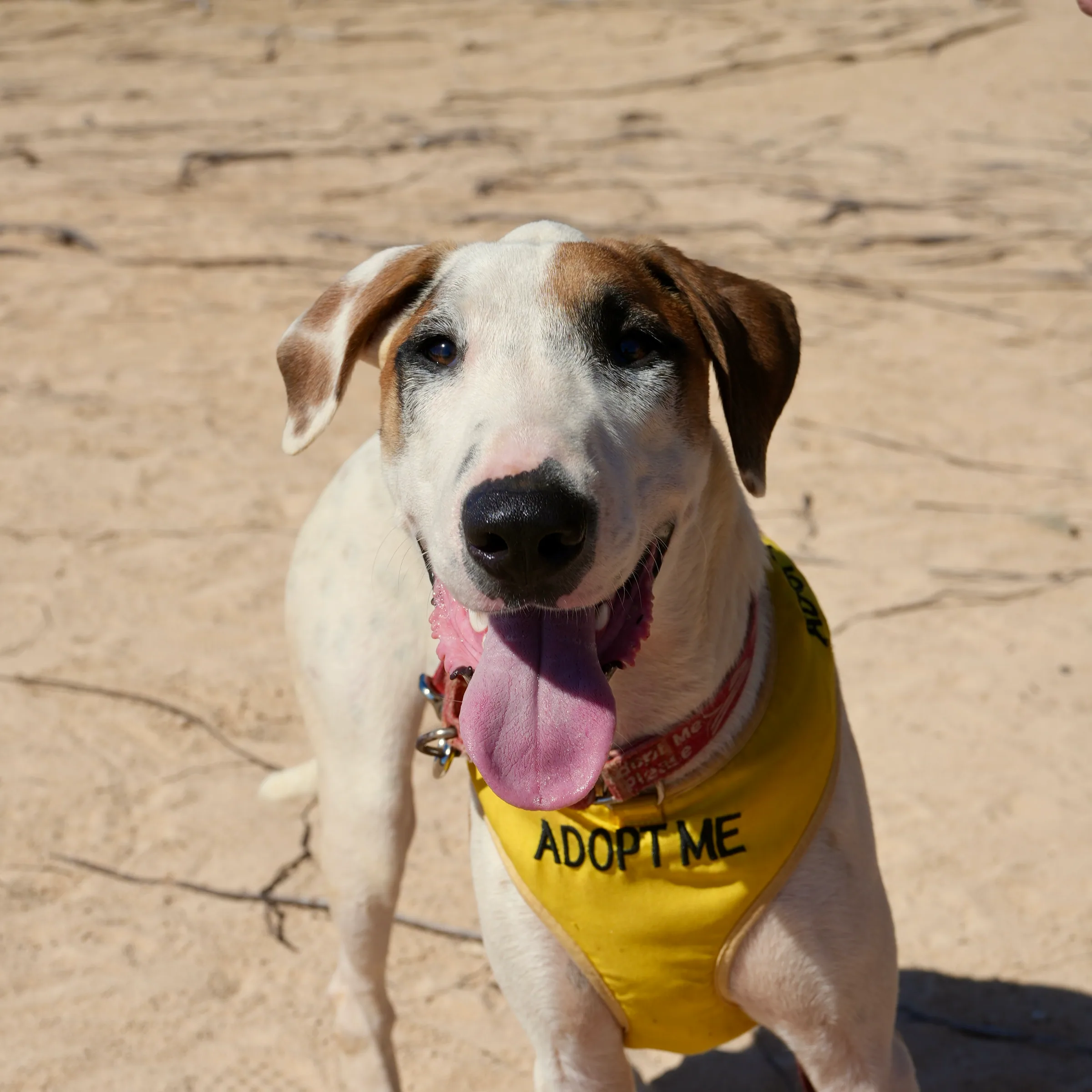 01_Dogs photo