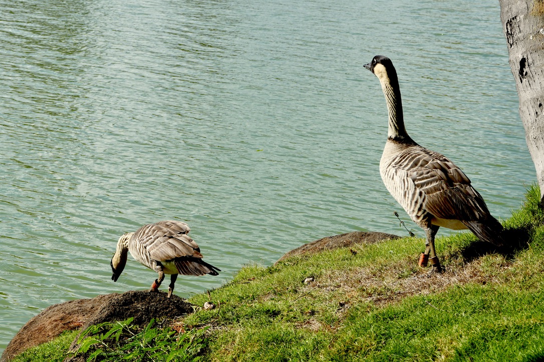 03_Geese photo