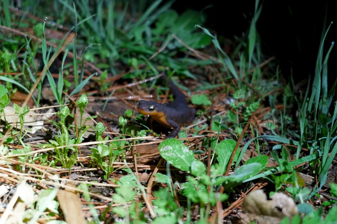 06_Newt photo