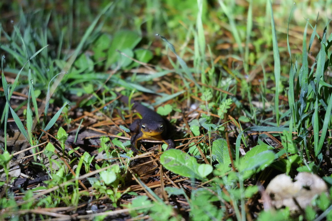 06_Newt photo