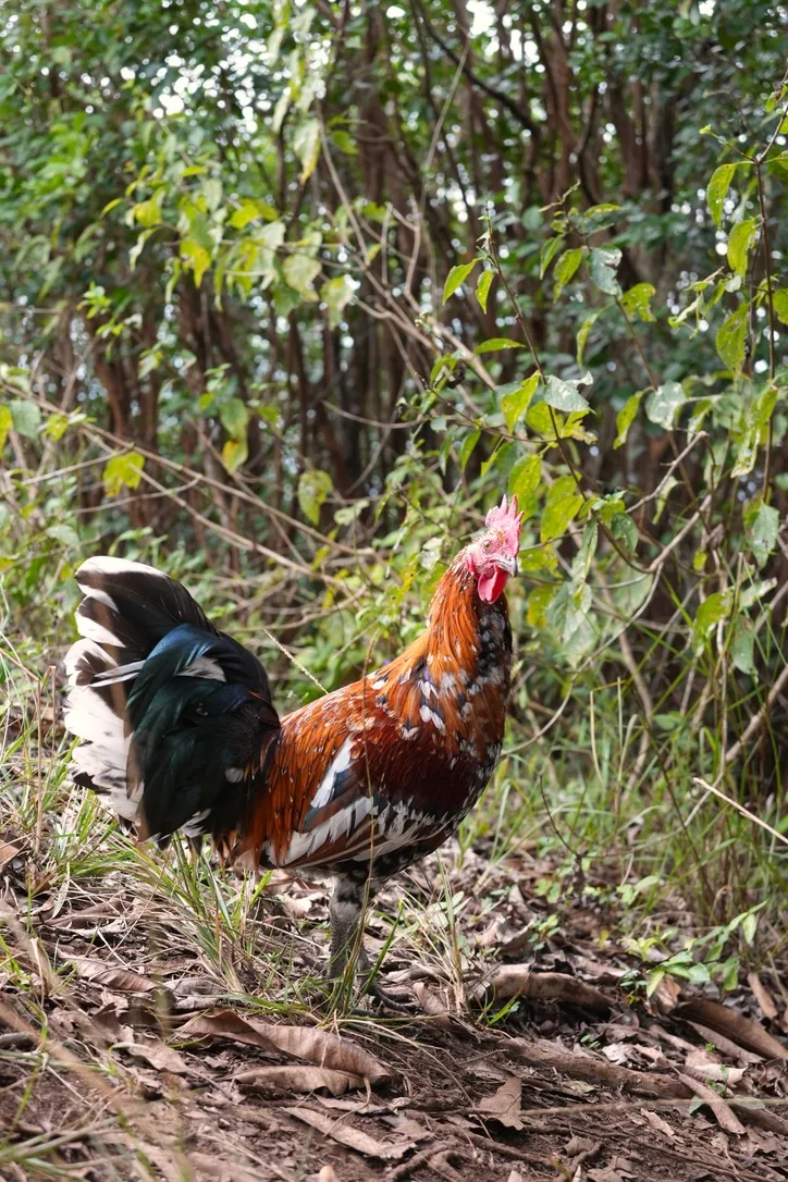 07_Chickens photo