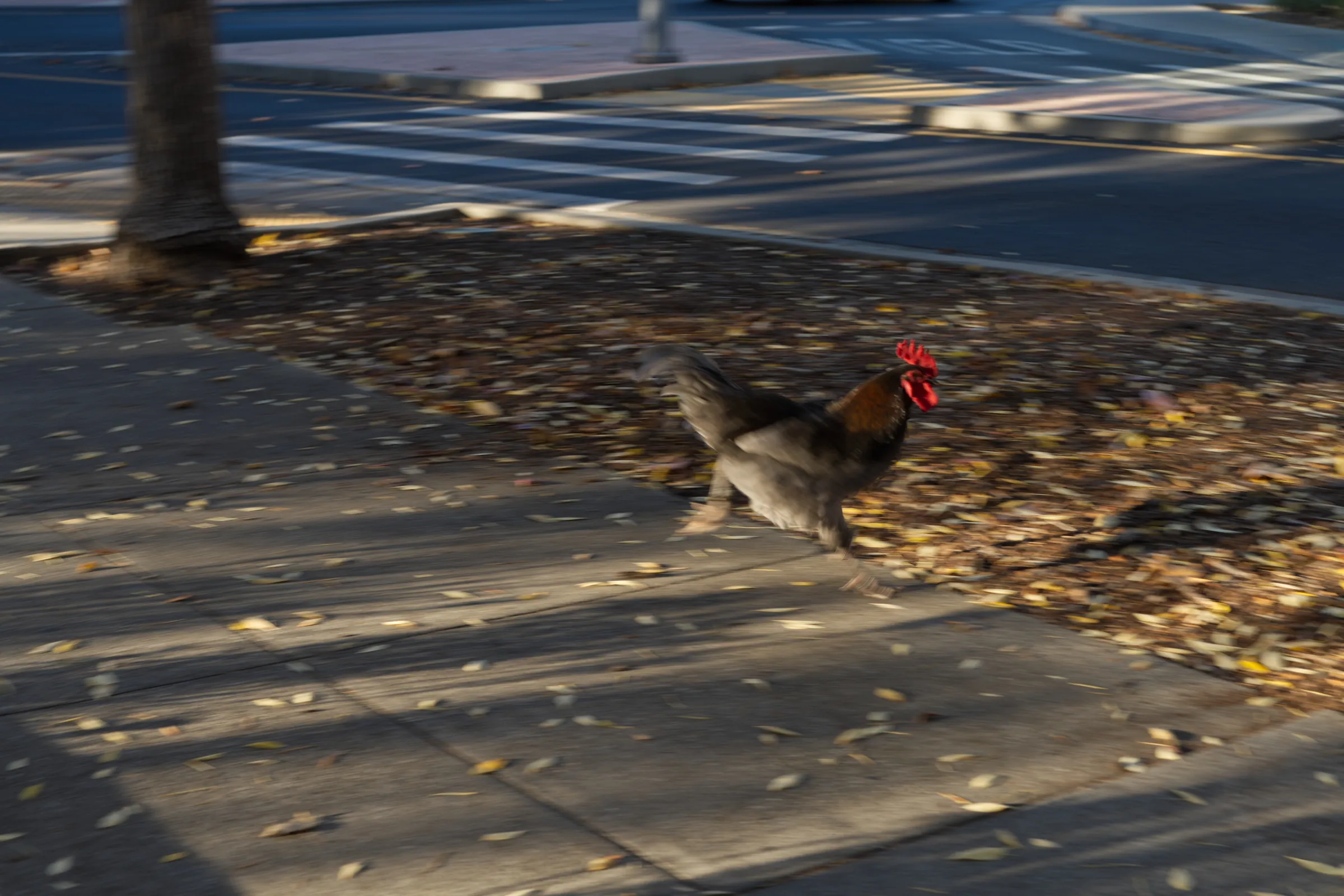 07_Chickens photo