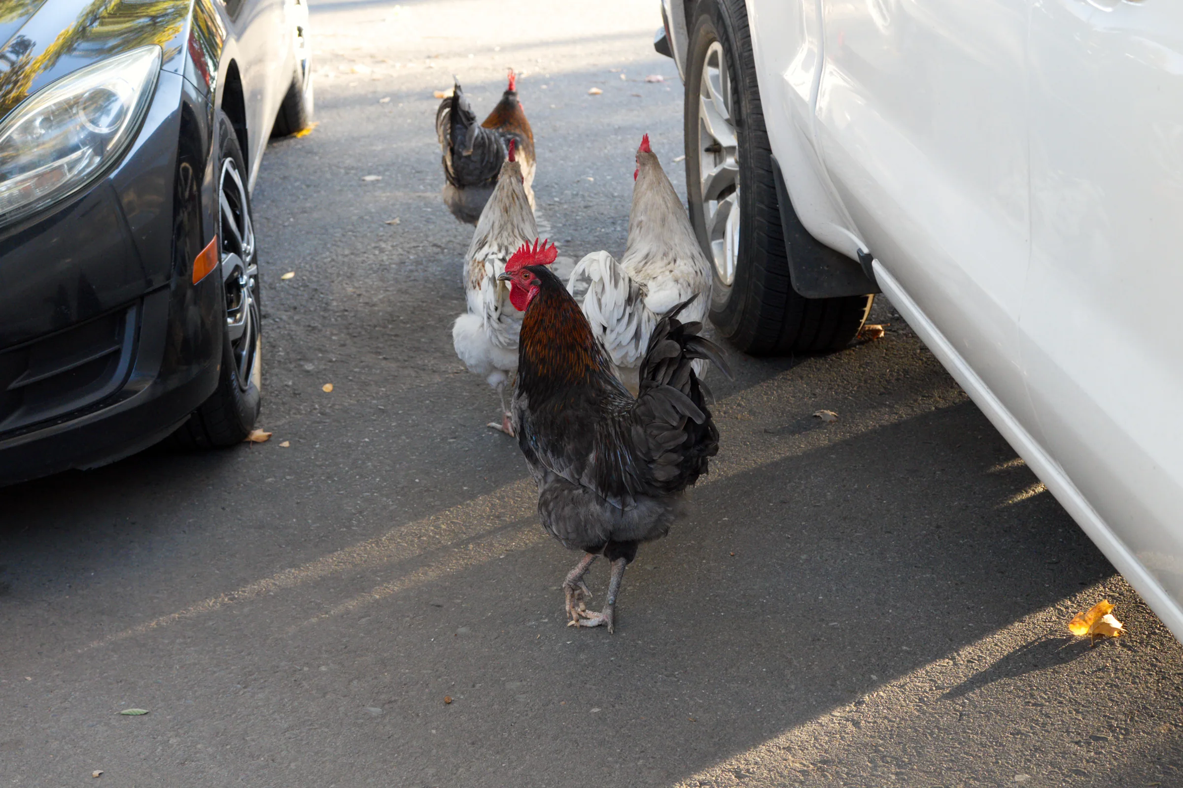 07_Chickens photo
