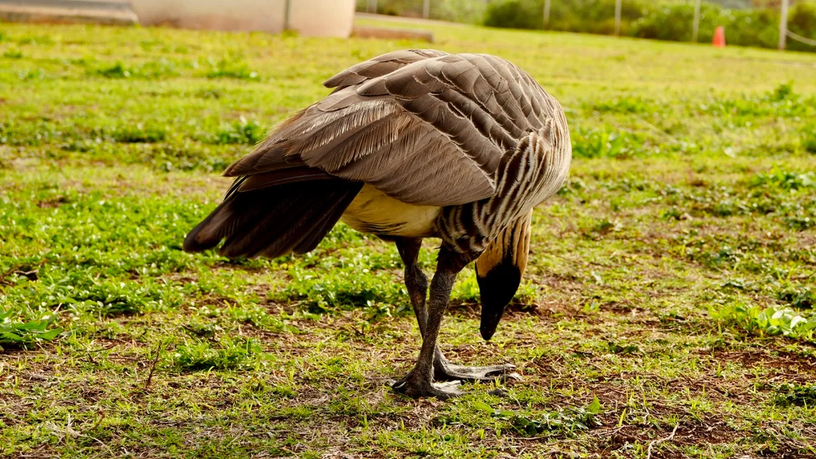08_Geese photo