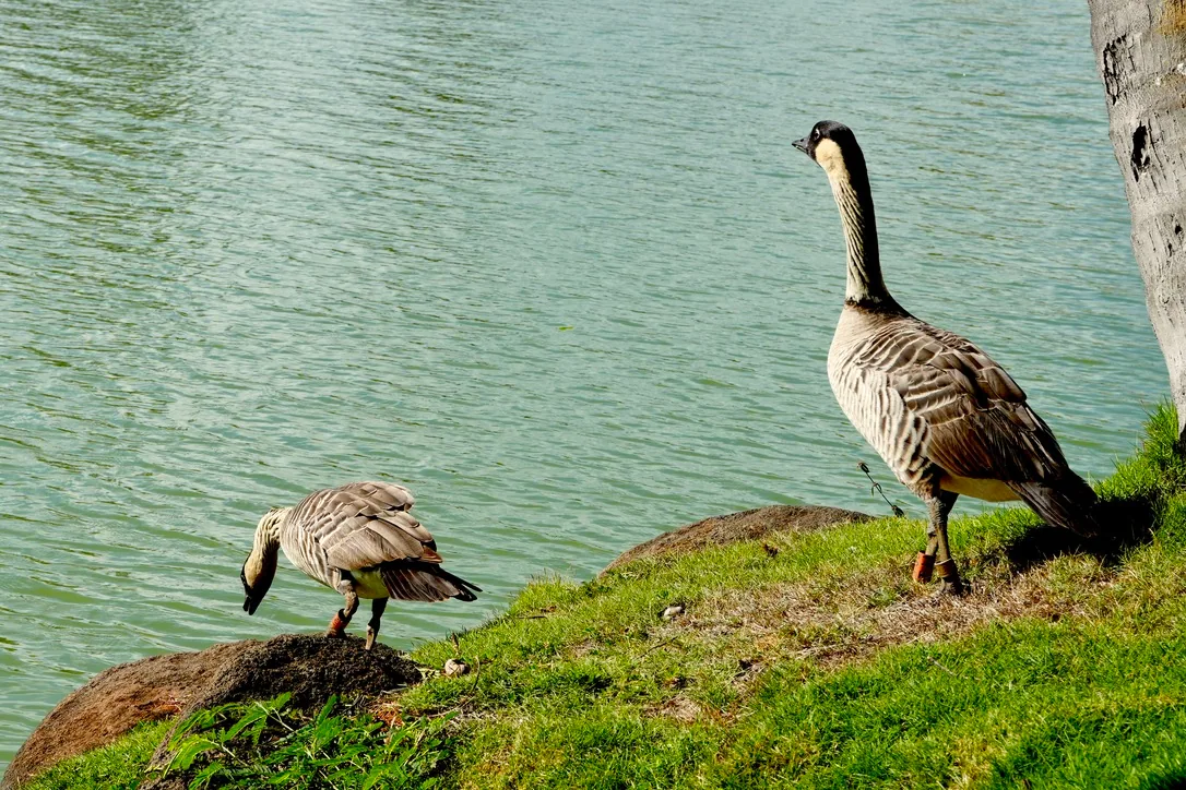 08_Geese photo