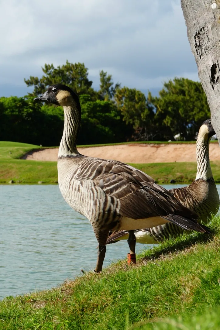 08_Geese photo