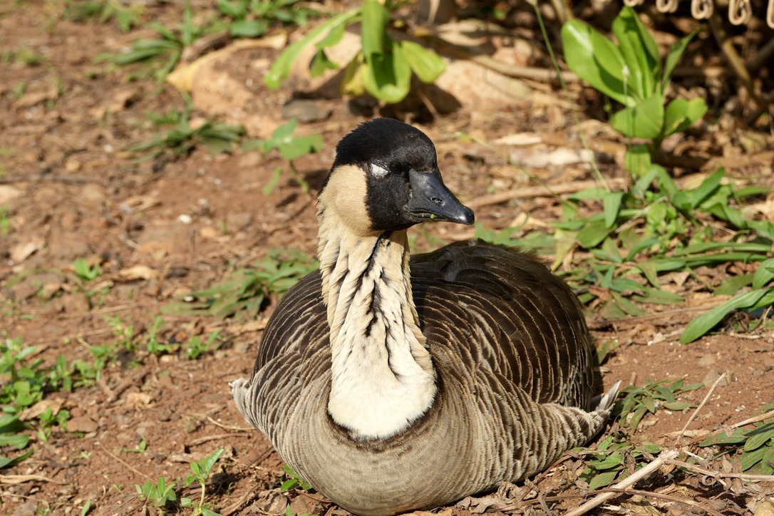 08_Geese photo